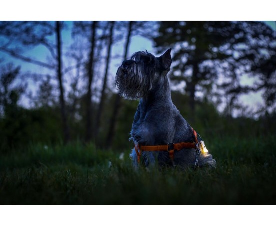 Latarka ARMYTEK Zippy Extended Set Yellow - 160lm